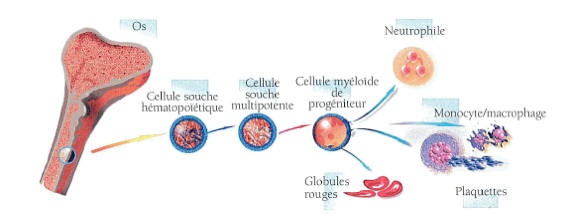 Merveilleuses Cellules Souches 1276